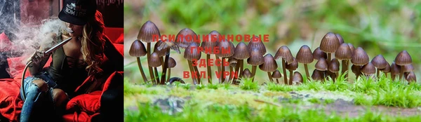 гашиш Богданович